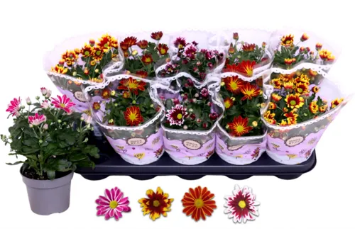 Junavera Chrysanthemum | tweekleurige bloem | 25 cm hoog | 12 cm pot | per stuk