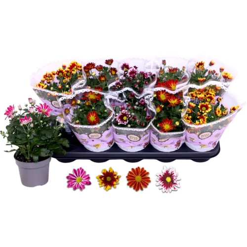 Junavera Chrysanthemum | tweekleurige bloem | 25 cm hoog | 12 cm pot | per stuk