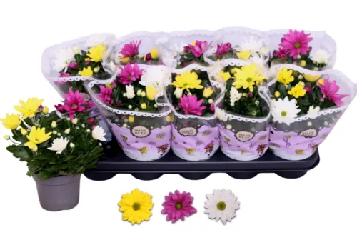 JUNAVERA Chrysanthemum | gemengde kleuren | 25 cm hoog | 12 cm pot | per stuk