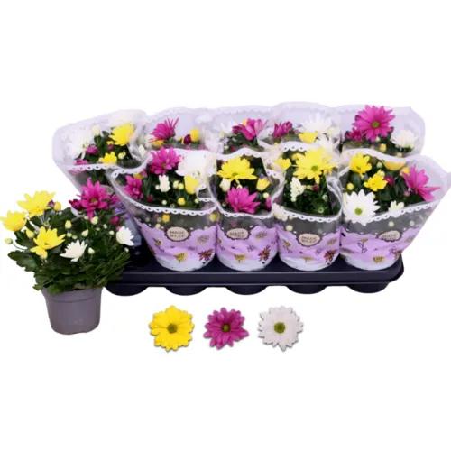 JUNAVERA Chrysanthemum | gemengde kleuren | 25 cm hoog | 12 cm pot | per stuk