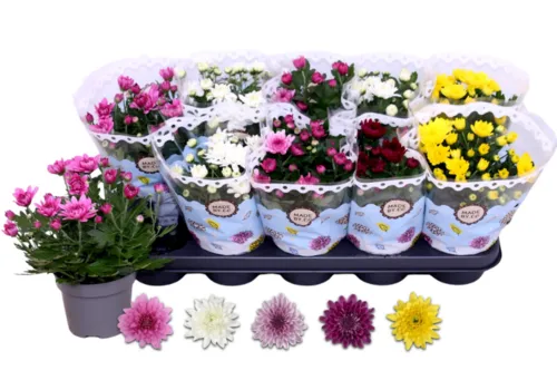 Junavera Chrysanthemum dubbele bloem mix | 25 cm hoog | 12 cm pot | per stuk