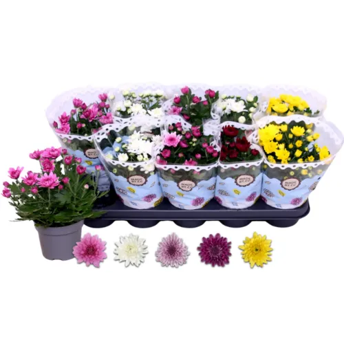 Junavera Chrysanthemum dubbele bloem mix | 25 cm hoog | 12 cm pot | per stuk