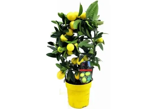 Junai.nl Citrus limon | Citroenboom | 70 cm hoog | 21 cm pot