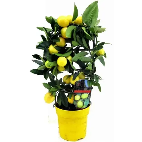 Junai.nl Citrus limon | Citroenboom | 70 cm hoog | 21 cm pot