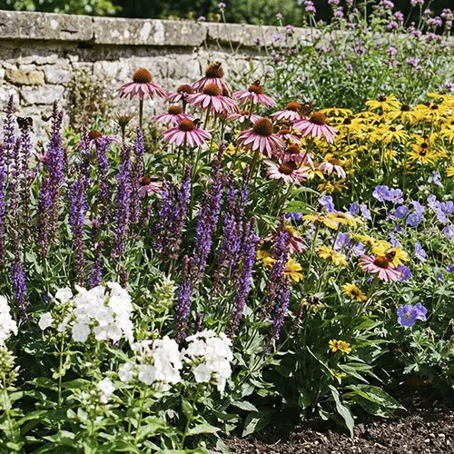 Bloeiende vaste planten