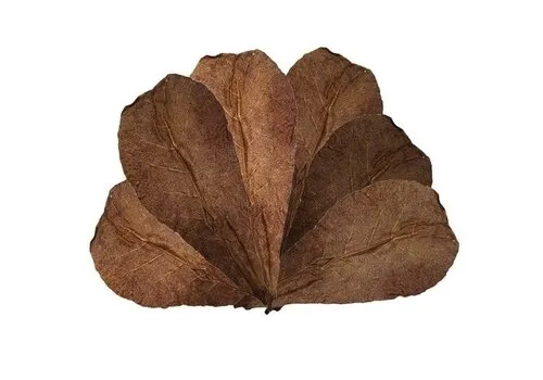 Junai.nl Catappa Leaves 10