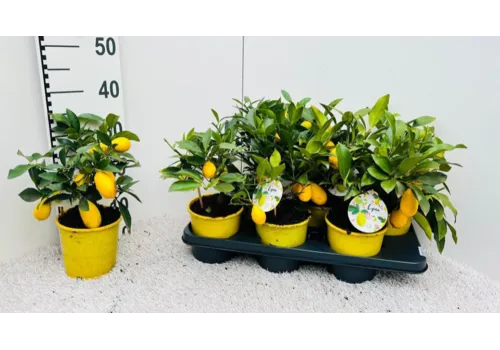 Junai.nl Citrus x floridana | Limequat | 35 cm hoog | 14 cm pot
