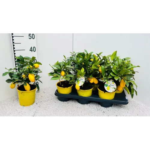 Junai.nl Citrus x floridana | Limequat | 35 cm hoog | 14 cm pot