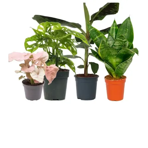 Luchtzuiverende planten