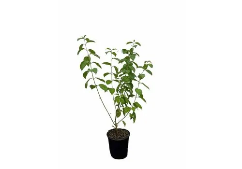 Junai.nl Witte Kornoelje 'Kesselringii' | 60 cm hoog | 17 cm pot