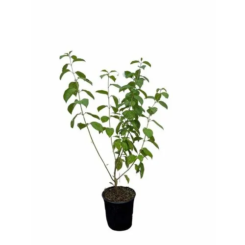 Junai.nl Witte Kornoelje 'Kesselringii' | 60 cm hoog | 17 cm pot