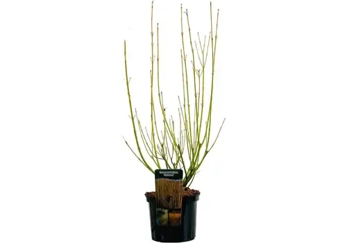 Junai.nl Cornus sericea 'Flaviramea' | Canadese kornoelje | 60 cm hoog | 17 cm pot
