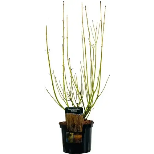 Junai.nl Cornus sericea 'Flaviramea' | Canadese kornoelje | 60 cm hoog | 17 cm pot