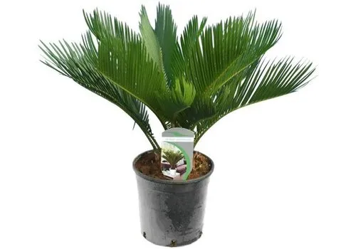 Junai.nl Cycas Revoluta | vredespalm | 60 cm hoog | 14 cm pot