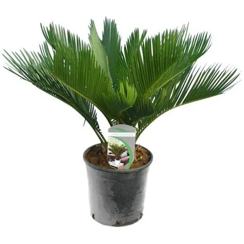 Junai.nl Cycas Revoluta | vredespalm | 60 cm hoog | 14 cm pot
