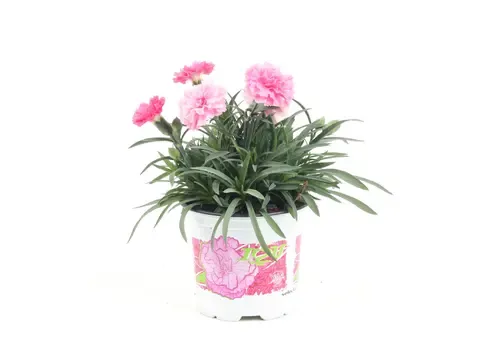 Junai.nl Anjer Dianthus I Love U | 17 cm hoog | 11 cm pot