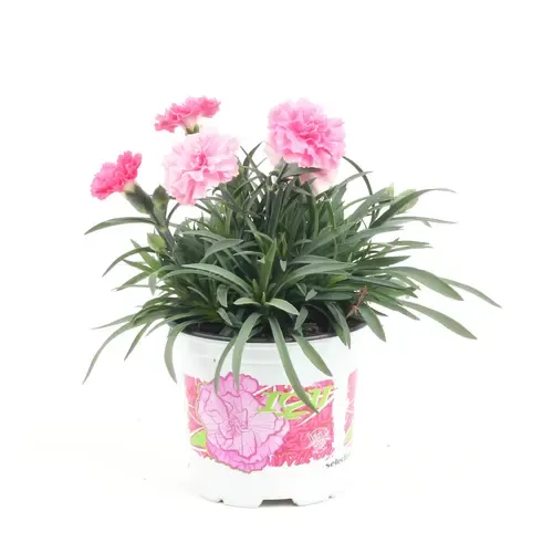 Junai.nl Anjer Dianthus I Love U | 17 cm hoog | 11 cm pot
