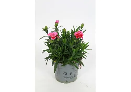 Junai.nl Anjer Dianthus Oscar Pink Star | 20 cm hoog | 10 cm pot