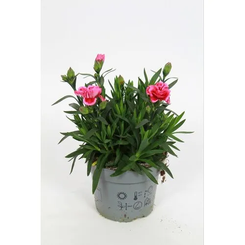Junai.nl Anjer Dianthus Oscar Pink Star | 20 cm hoog | 10 cm pot
