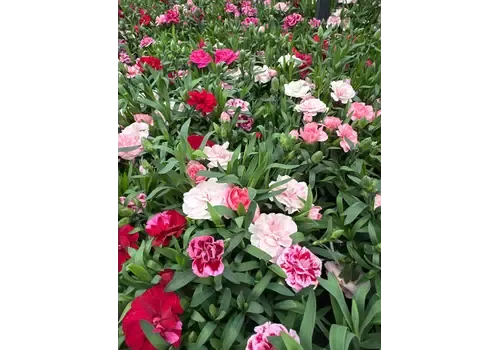 JUNAVERA Anjer | Dianthus Oscar | gemengde kleuren | 25 cm hoog | 12 cm pot | per stuk