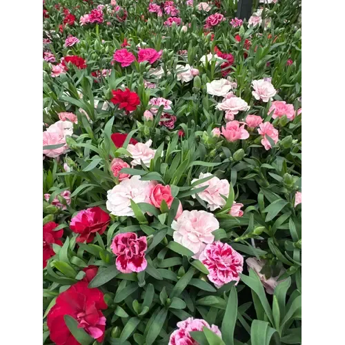 Junai.nl Anjer | Dianthus Oscar | gemengde kleuren | 25 cm hoog | 12 cm pot | per stuk