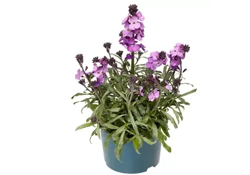 Junai.nl Erysimum linifolium | 20 cm hoog | 10 cm pot