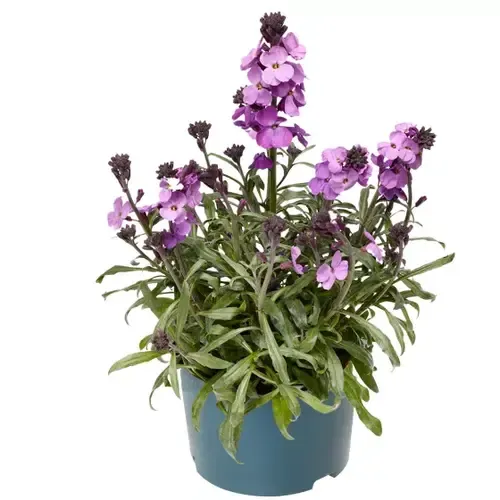 Junai.nl Erysimum linifolium | 20 cm hoog | 13 cm pot