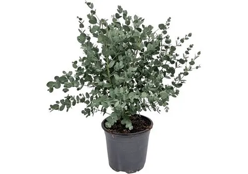 Junavera Eucalyptus gunnii | 35 cm hoog | 14 cm pot
