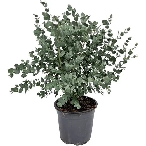 Junavera Eucalyptus gunnii | 35 cm hoog | 14 cm pot