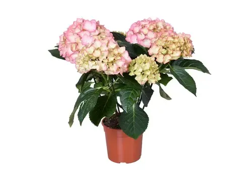 Junavera Hydrangea macrophylla 'Early rosa' | Hortensia | 35 cm hoog | 14 cm pot