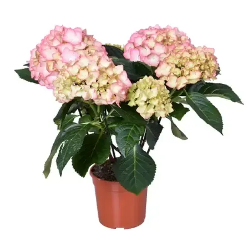 Junai.nl Hydrangea macrophylla 'Early rosa' | Hortensia | 35 cm hoog | 13 cm pot