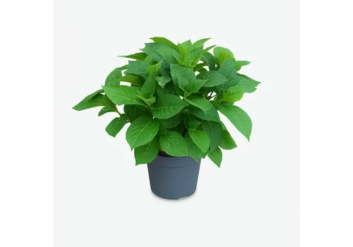 Junai.nl Hydrangea macrophylla 'Renate Steiniger' | Hortensia | 40 cm hoog | 13 cm pot