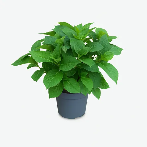 JUNAVERA Hydrangea macrophylla 'Renate Steiniger' | Hortensia | 40 cm hoog | 13 cm pot