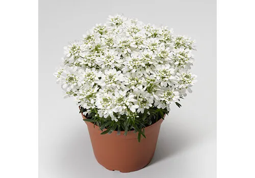 Junai.nl Iberis sempervirens | Scheefbloem | 14 cm hoog | 10 cm pot