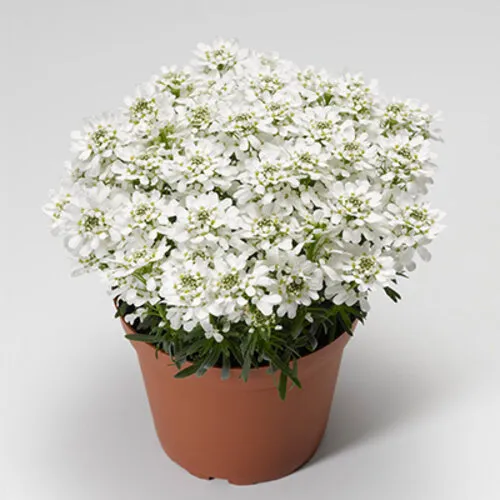 Junai.nl Iberis sempervirens | Scheefbloem | 14 cm hoog | 10 cm pot