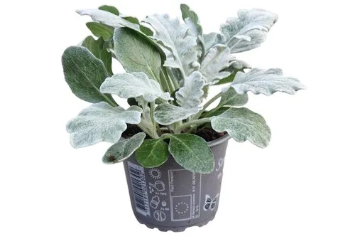 Junai.nl Jacobaea maritima | 13 cm hoog | 10 cm pot