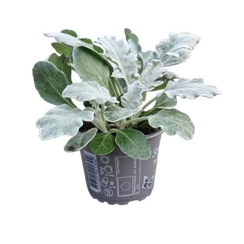 Junai.nl Jacobaea maritima | 13 cm hoog | 10 cm pot