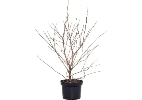 Junai.nl Stermagnolia (Magnolia stellata) | 50 cm hoog | 17 cm pot