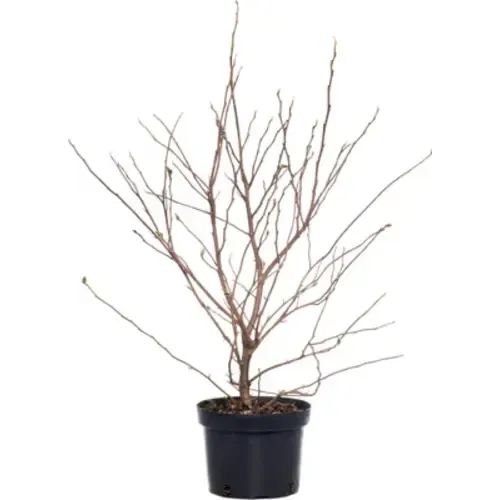 JUNAVERA Stermagnolia (Magnolia stellata) | 50 cm hoog | 17 cm pot