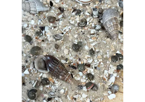 WIO Cichlids Riverbed