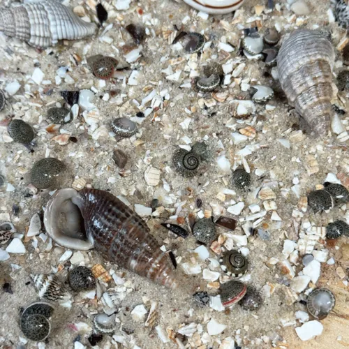 WIO Cichlids Riverbed