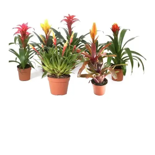 Bromelia's