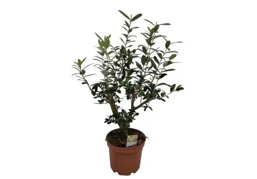 Junai.nl Olea europaea | Olijfboom struikvorm | 40 cm hoog | 15 cm pot