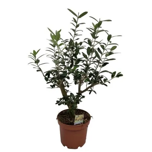 Junavera Olea europaea | Olijfboom struikvorm | 40 cm hoog | 15 cm pot