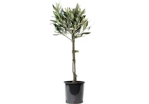 Junai.nl Olea Europaea | Olijfboom op stam | 55 cm hoog | 16 cm pot