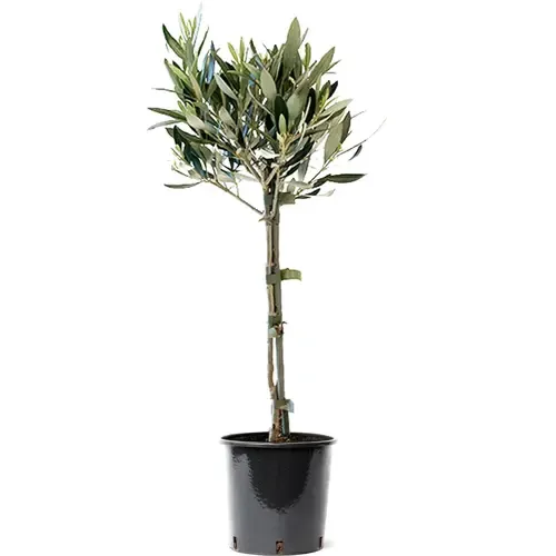 Junai.nl Olea Europaea | Olijfboom op stam | 55 cm hoog | 16 cm pot