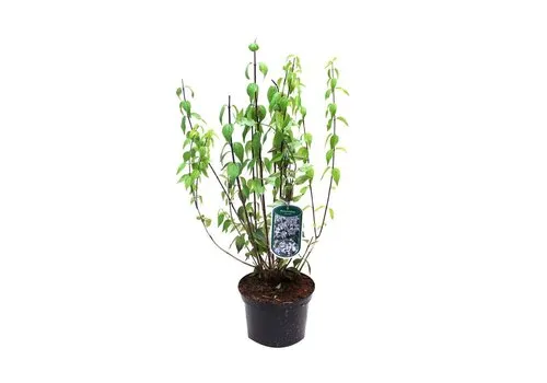 Junai.nl Philadelphus 'Lemoinei' | Boerenjasmijn | 60 cm hoog | 17 cm pot