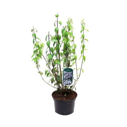 Junai.nl Philadelphus 'Lemoinei' | Boerenjasmijn | 60 cm hoog | 17 cm pot