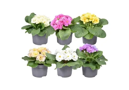 JUNAVERA Primula (Acaulis) gemengde kleuren | 15 cm hoog | 10 cm pot | per stuk