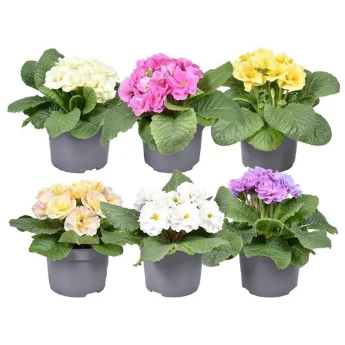 JUNAVERA Primula (Acaulis) gemengde kleuren | 15 cm hoog | 10 cm pot | per stuk